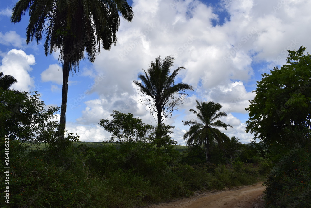 Estrada de terra através de floresta tropical. Palmeira, céu azul e nuvem cumulus.