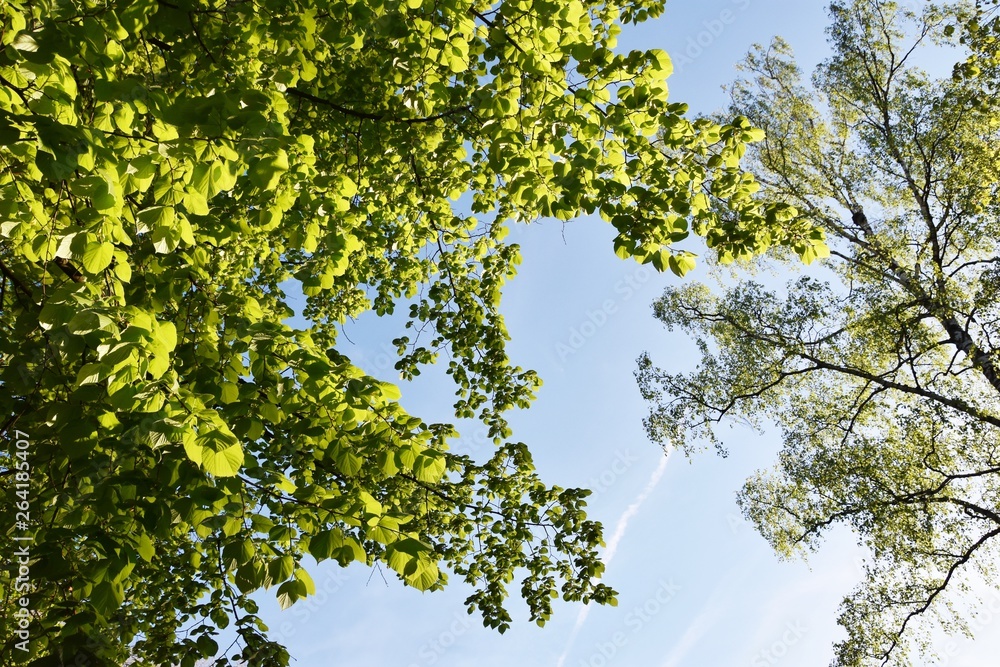 close up of a tree with spring green leaves close up of a tree with spring green leaves