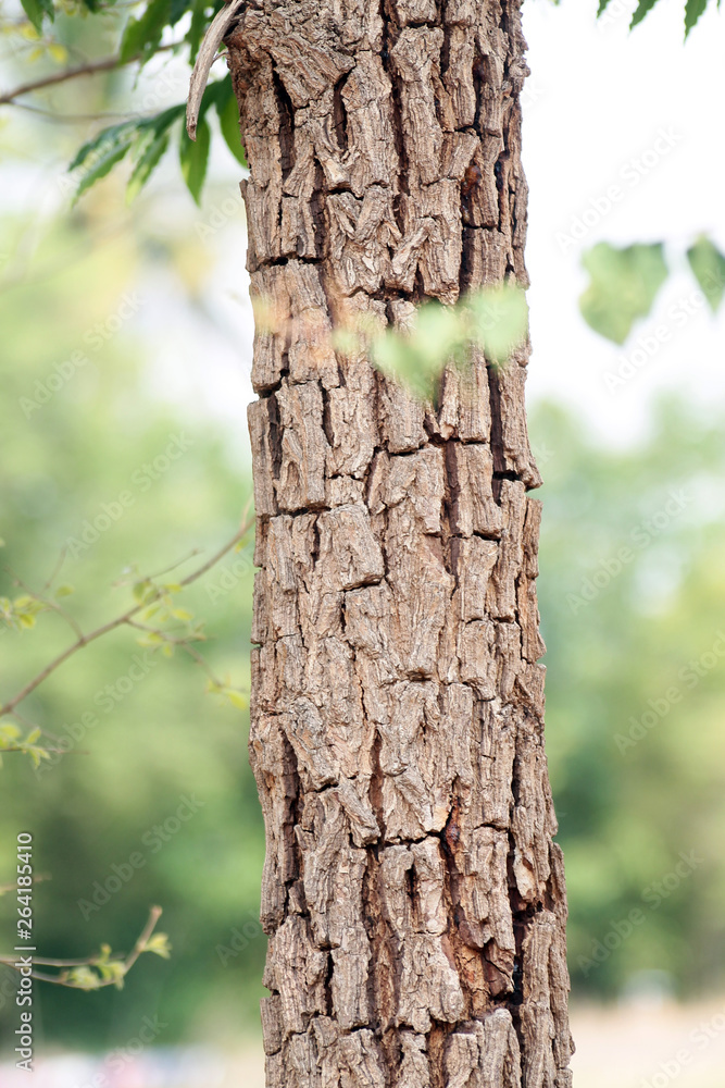 Obraz premium trunk of a tree