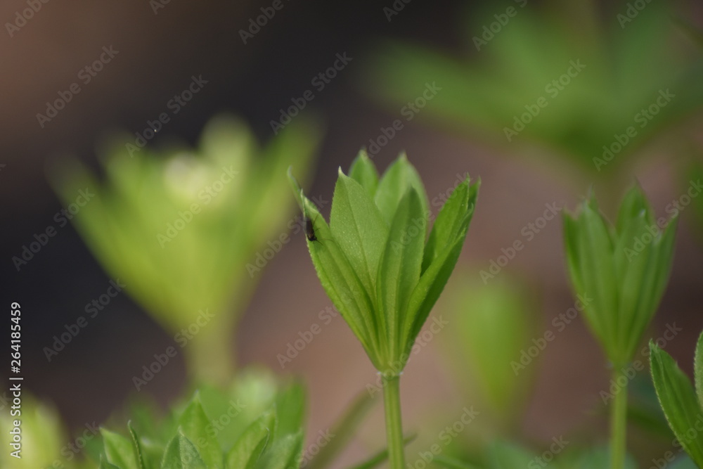 Fototapeta premium Waldmeister (Galium odoratum)