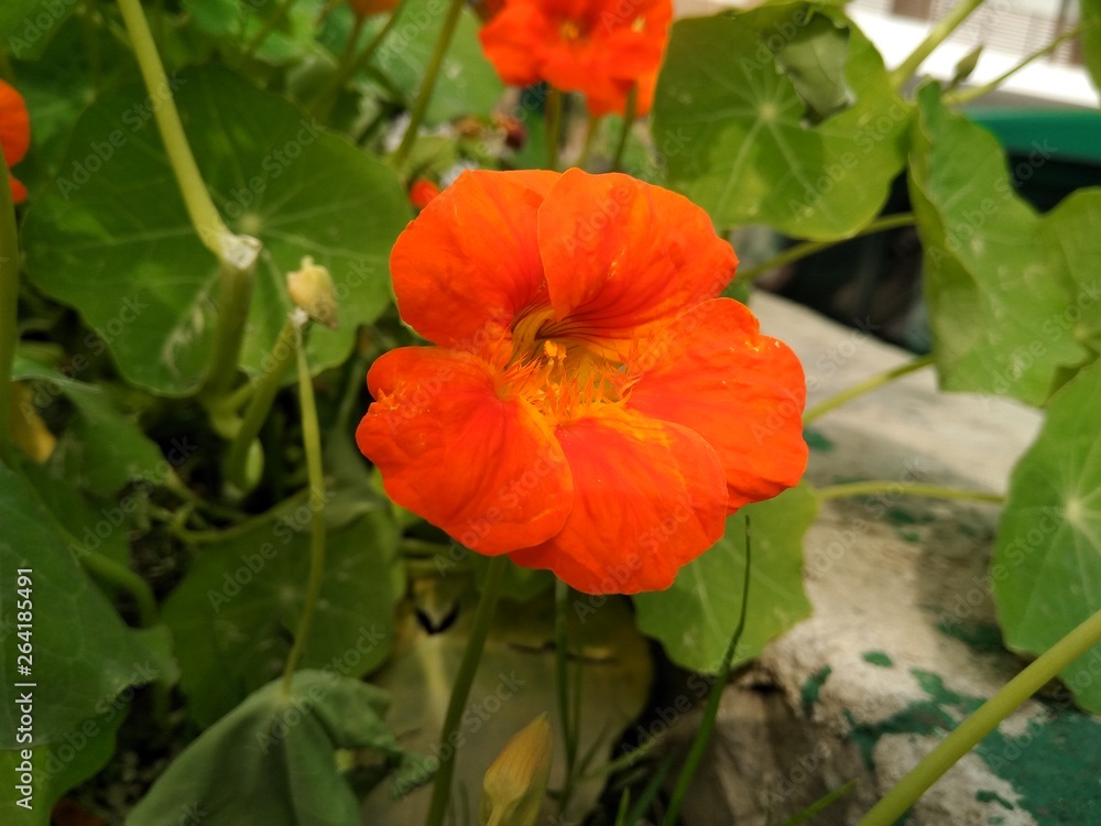 4k flower 4k flower