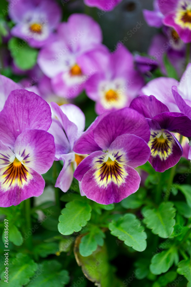 Flores de pensamiento en violeta. Plantas ornamentales. Flores de pensamiento en violeta. Plantas ornamentales.