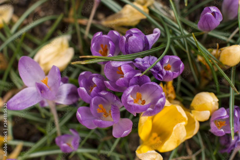 Pequeñas flores silvestres de tulipas lilas. 
