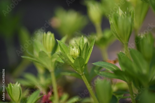Wallpaper Mural Blühender Waldmeister (Galium odoratum) Torontodigital.ca