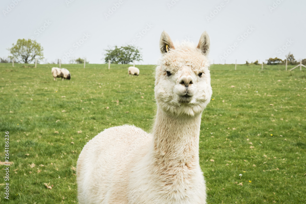 Alpaca in a park