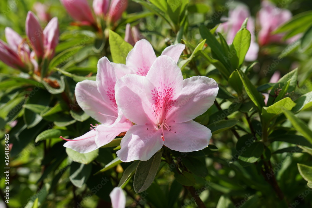 ツツジの花 ツツジの花
