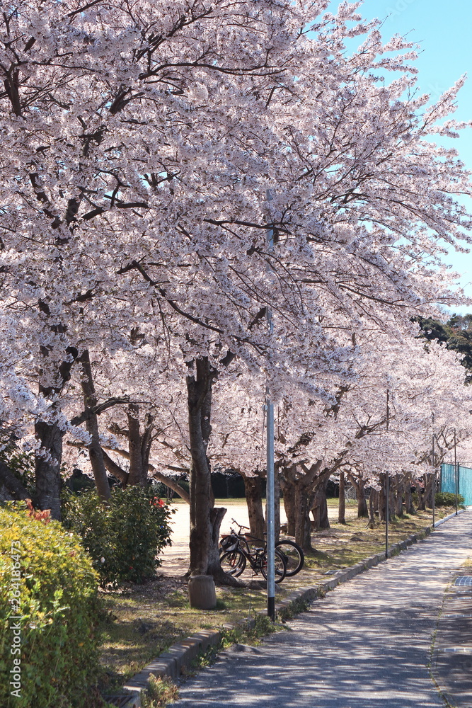 満開の桜並木と歩道