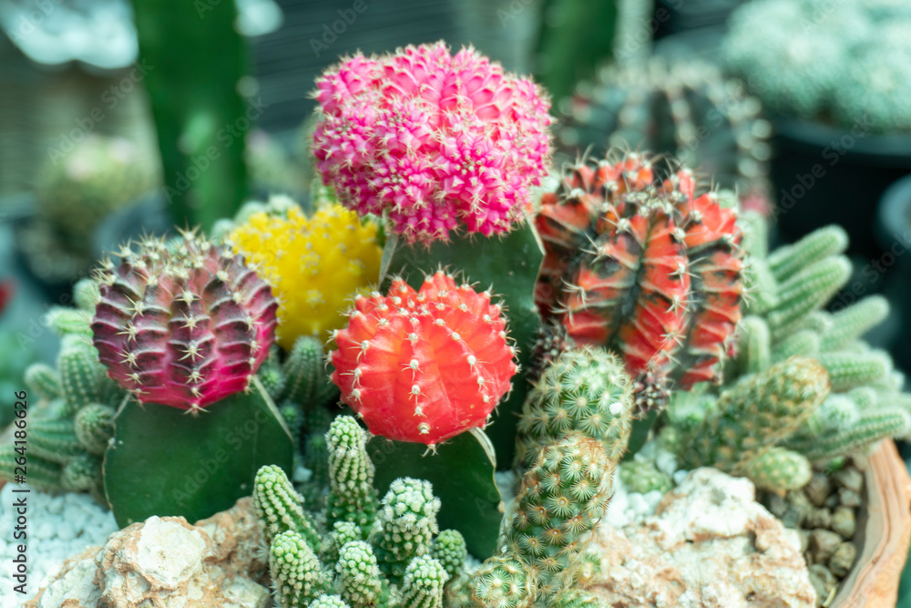 Cactus is a perennial shrub. Cactus is a perennial shrub.
