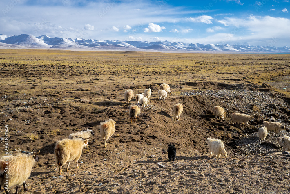 Flock of sheep under the Himalayas