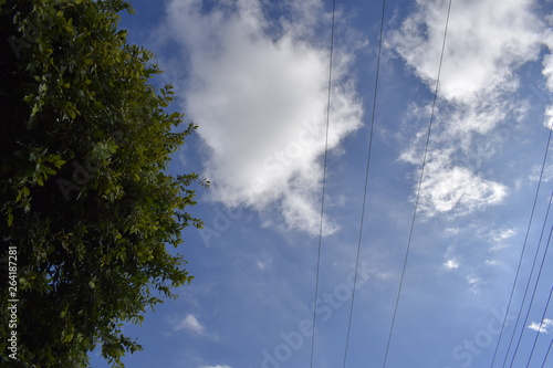 Céu azul com nuvem, fio elétrico e copa de árvore