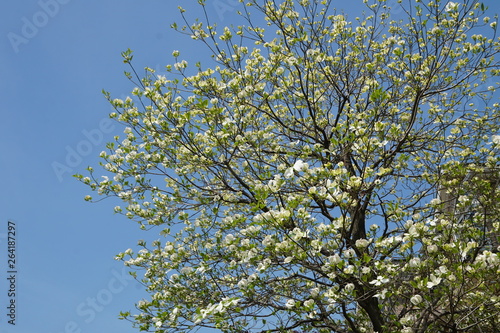 Wallpaper Mural ハナミズキの花 Torontodigital.ca