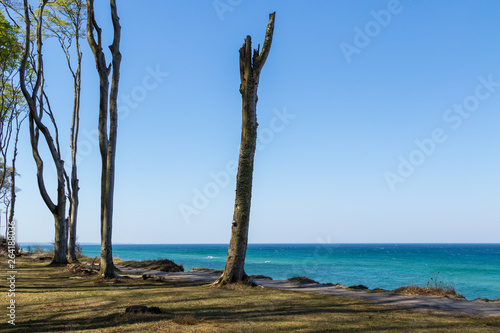 einzelne Bäume an der Steilküste, Ostseestrand © tronixAS