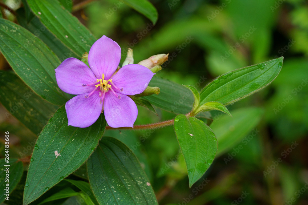 Malabar melastome flower on green leaves background. Melastoma malabathricum Malabar melastome flower on green leaves background. Melastoma malabathricum