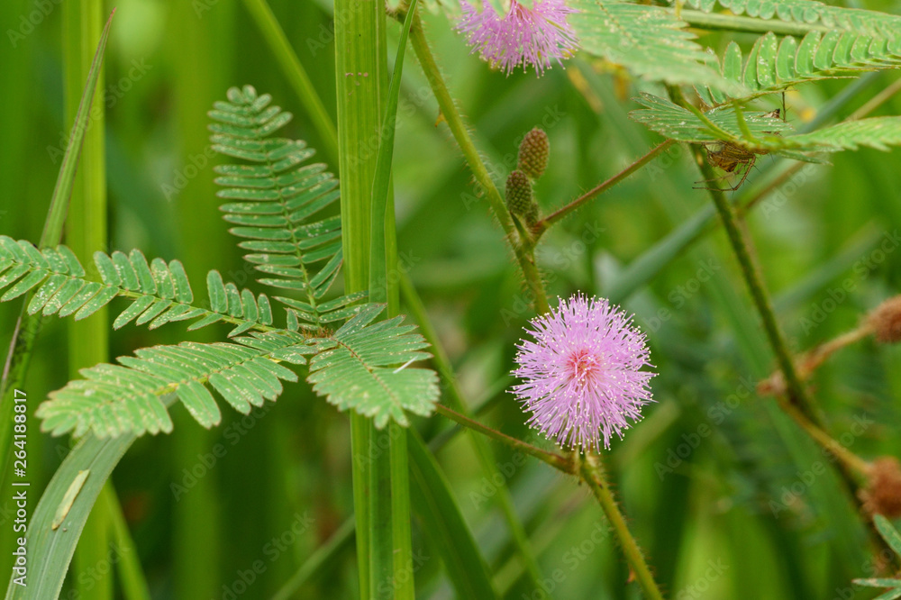 Mimosa pudica flowers and leaves in field Mimosa pudica flowers and leaves in field