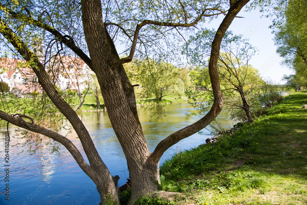 Fototapeta premium Donau in Regensburg