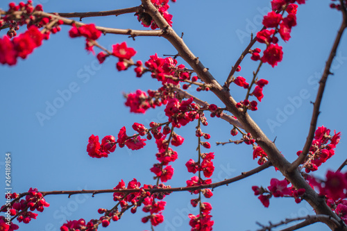 Canvastavla Rote Pracht der Natur