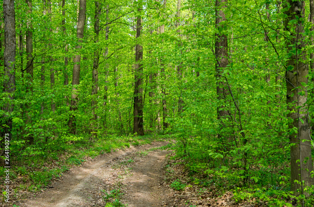 Forest trees. nature green wood sunlight backgrounds Forest trees. nature green wood sunlight backgrounds