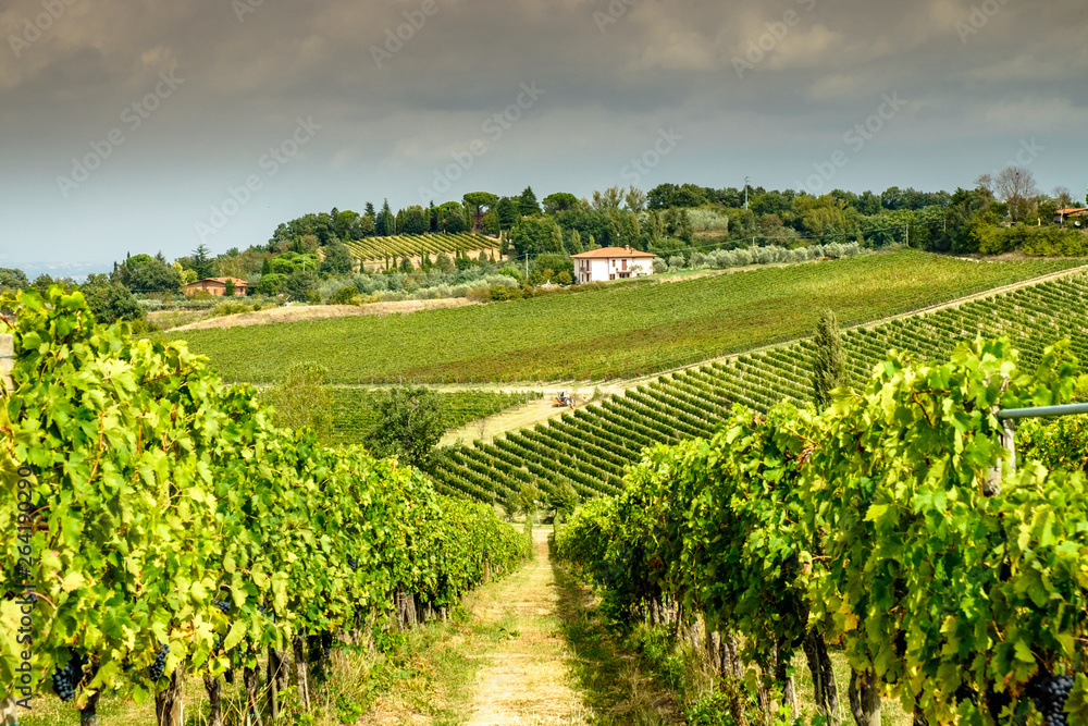Vineyards in Montepulciano, Tuscany, Italy