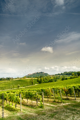 Fototapeta Naklejka Na Ścianę i Meble -  Vineyards in Montepulciano, Tuscany, Italy