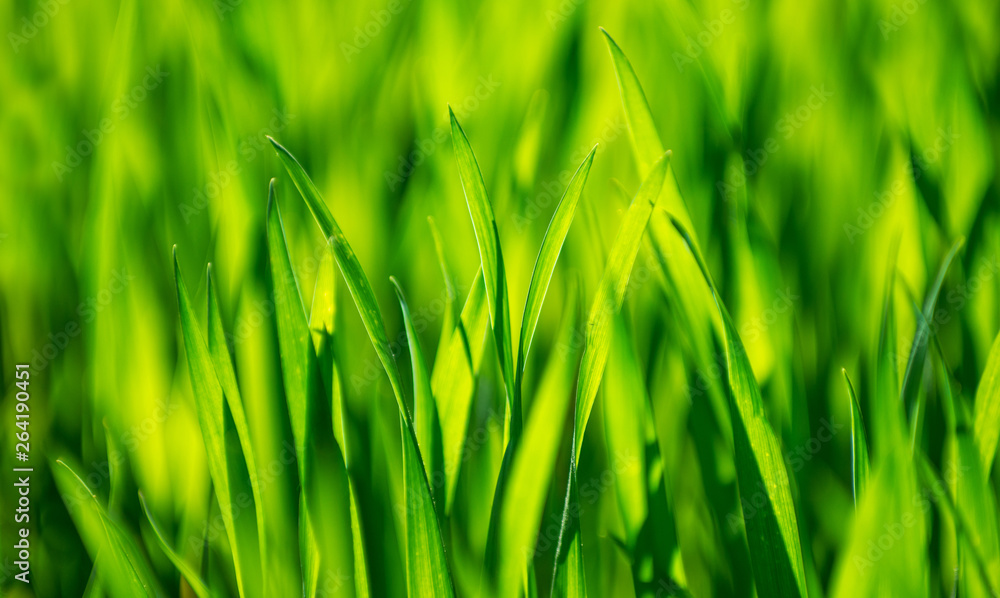 green grass background with selective focus green grass background with selective focus