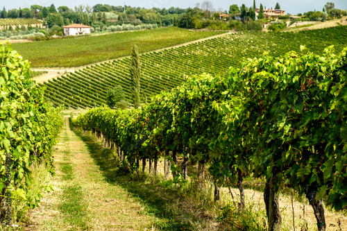 Картината върху платно Vineyards in Montepulciano, Tuscany, Italy
