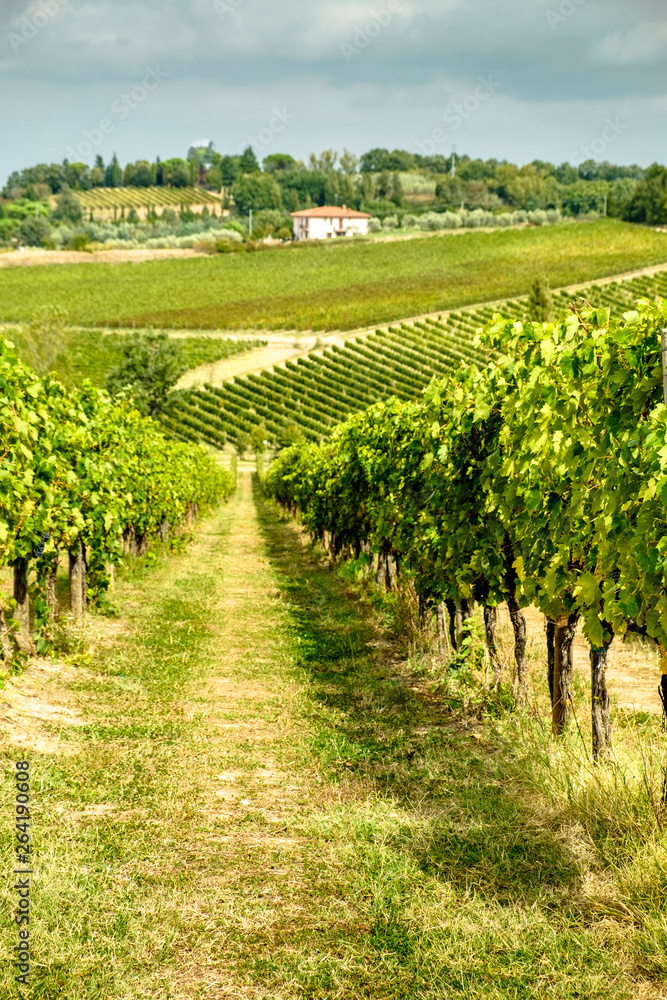 Vineyards in Montepulciano, Tuscany, Italy