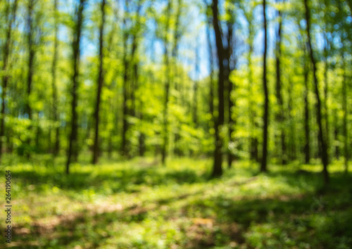 Spring forest background out of focus © photolink