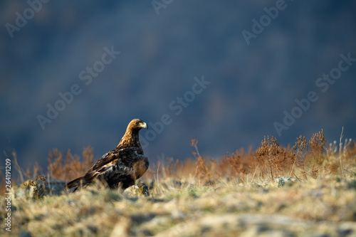 Goldean Eagle (Aquila chrysaetos) at mountain meadow in Eastern Rhodopes, Bulgaria © Tomas Hulik
