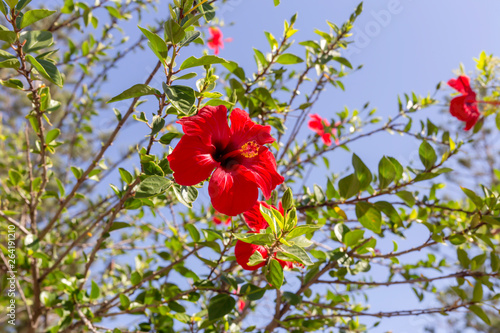 A plant with red flowers (Hibiscus) grows and blooms close-up