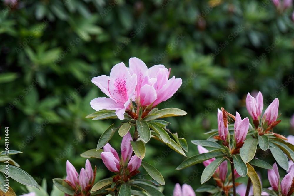 Obraz premium ツツジ