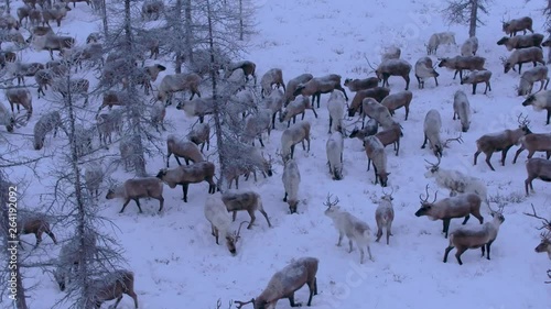 A herd of reindeer in winter forest