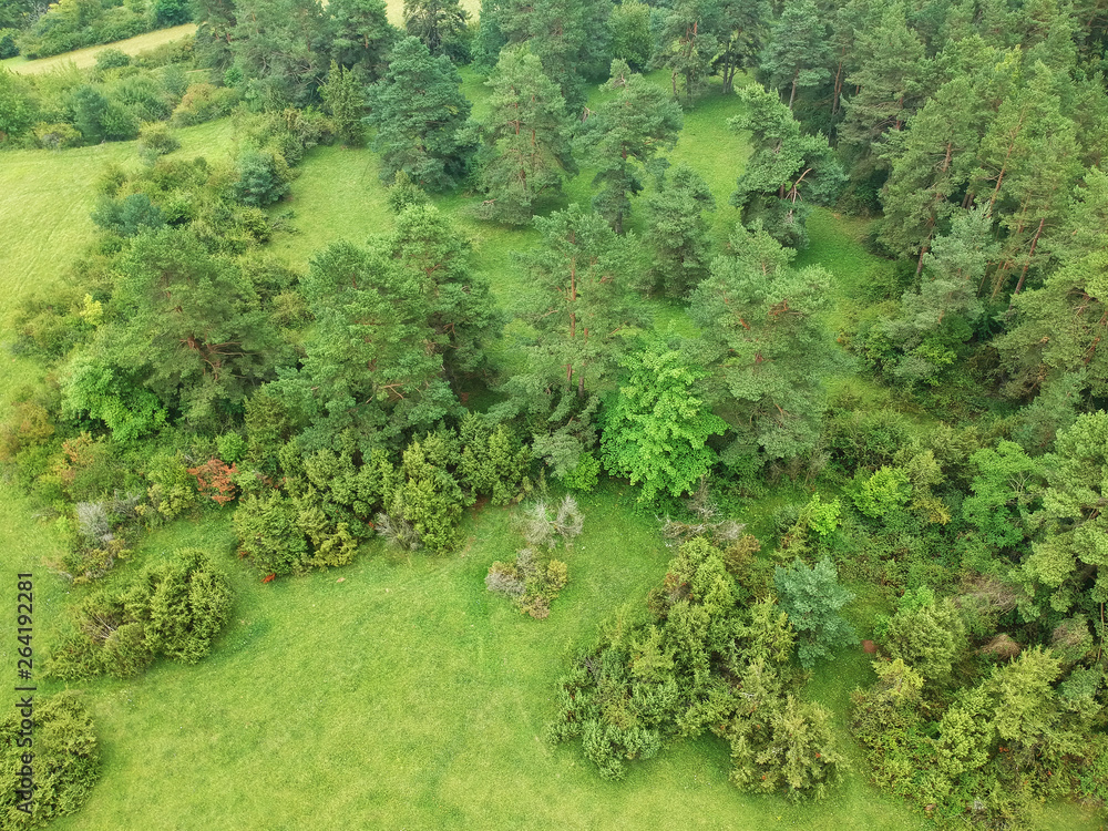 aerial view trees