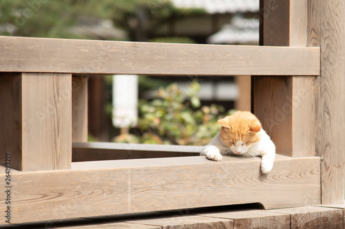 お寺の境内でくつろぐ猫