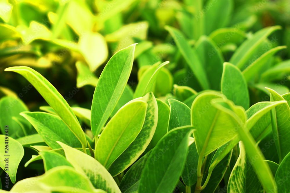 Obraz premium green leaves background