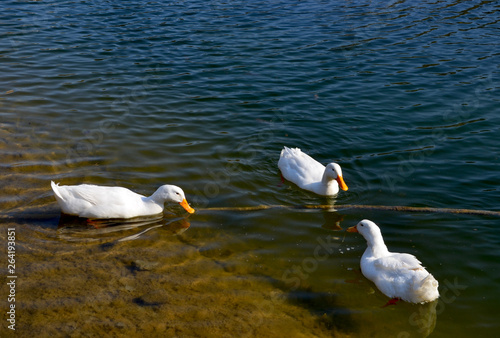 Ducks in the pond