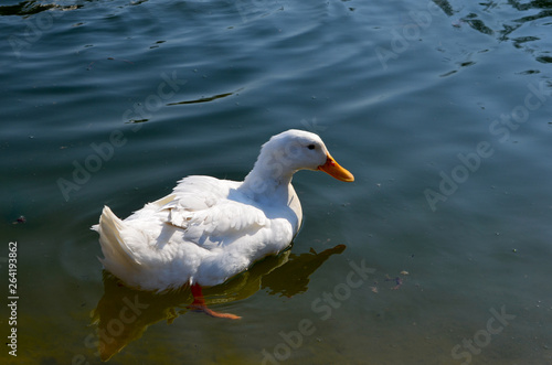 Ducks in the pond