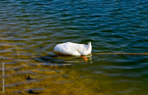 Ducks in the pond