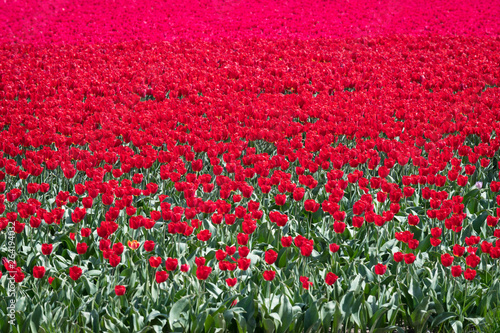 Tulips blooming near Emmeloord, Netherlands