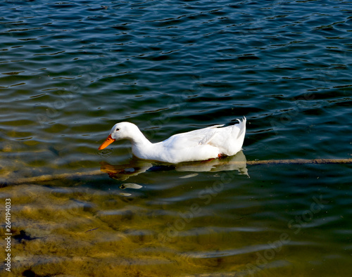 Ducks in the pond