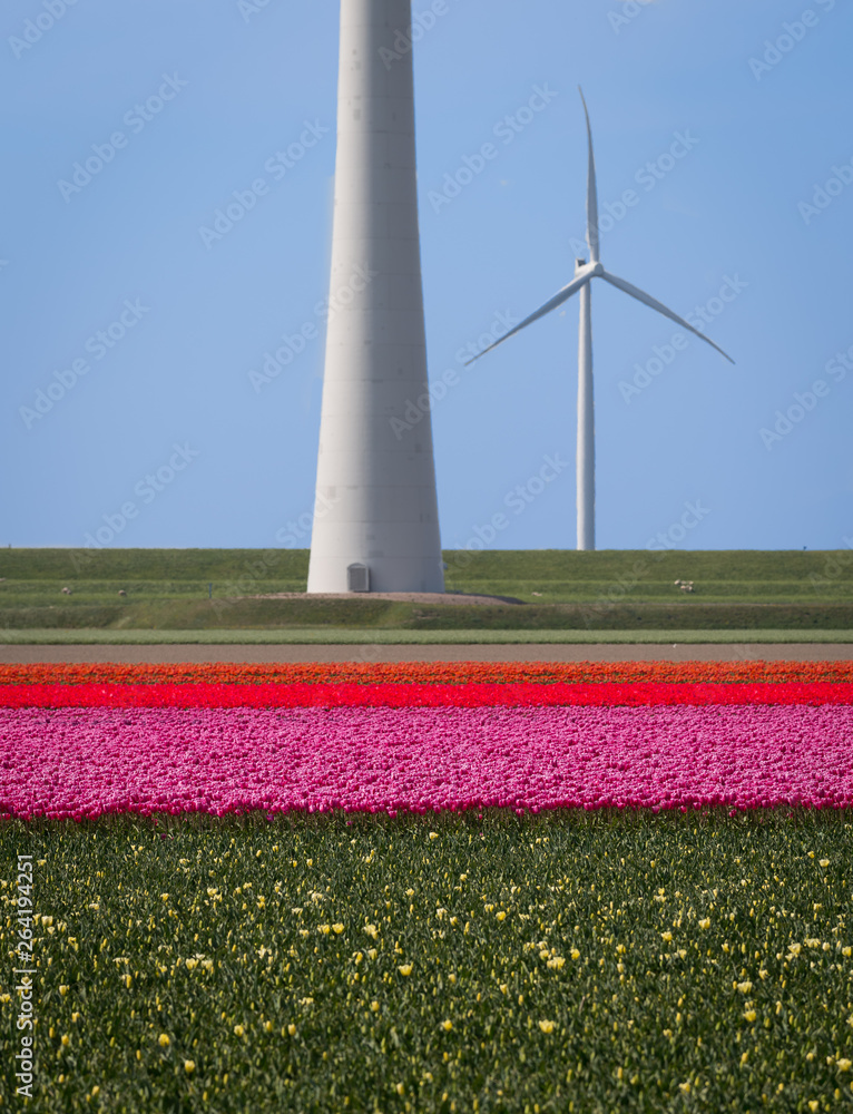 Blooming tulips and modern windmills near Emmeloord, Netherlands