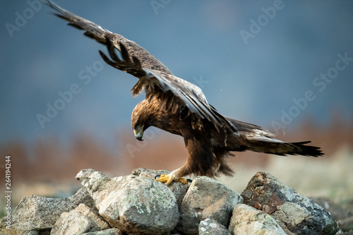 Obraz na płótnie Hunting Goldean Eagle (Aquila chrysaetos) at mountain meadow in Eastern Rhodopes, Bulgaria w salonie