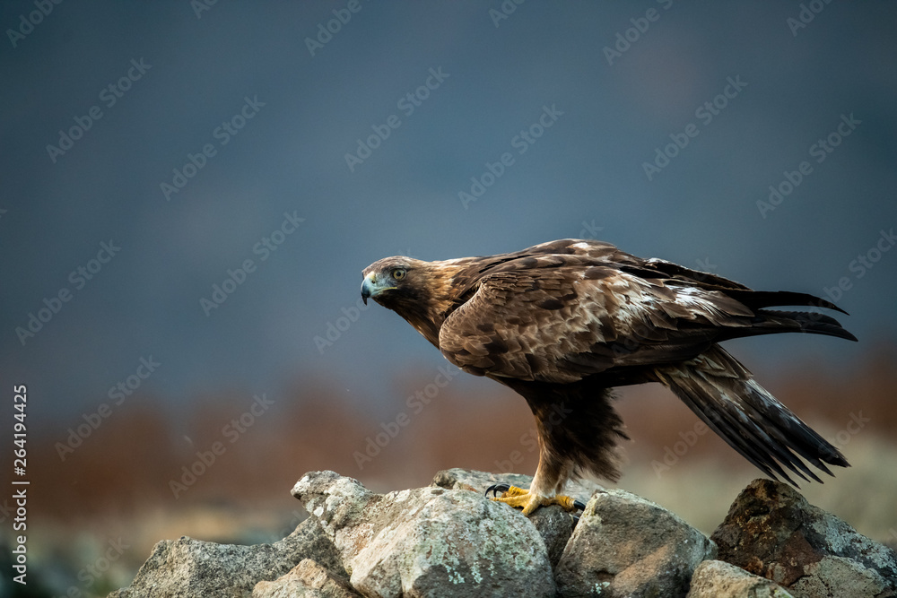 Goldean Eagle (Aquila chrysaetos) at mountain meadow in Eastern Rhodopes, Bulgaria