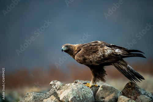 Obraz na płótnie Goldean Eagle (Aquila chrysaetos) at mountain meadow in Eastern Rhodopes, Bulgaria w salonie