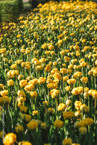 Fototapeta Naklejka Na Ścianę i Meble -  closeup yellow tulips in the park sunny day