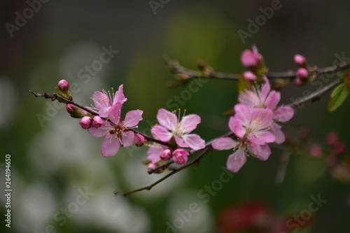 庭梅～Japanese bush cherry.
