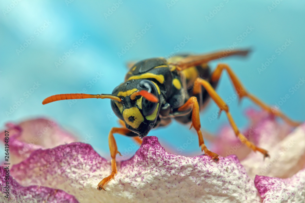 Fototapeta premium Wasp awaken from winter. 