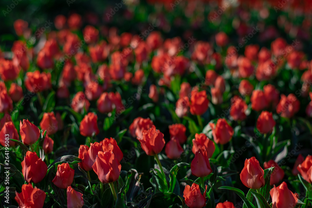 Coral red tulip field close up shallow depth of field