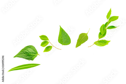An overhead photo of a variety of green leaves, a flat lay composition with a place for text on a white background © laplateresca