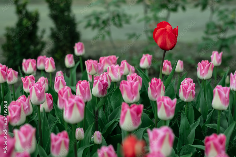 close-up pink tulips spring mood