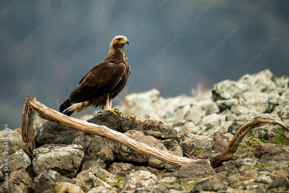 Goldean Eagle (Aquila chrysaetos) at mountain meadow in Eastern Rhodopes, Bulgaria